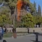 آتش گرفتن ۲ درخت کهنسال در آرامگاه سعدی