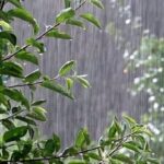 بارندگی در خراسان شمالی ۴۵ درصد افزایش یافت 