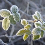 سوز سرمای زمستانی در آذربایجان‌غربی بیشتر شد