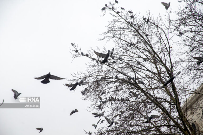 هوای تهران آلوده برای گروه‌های حساس_678c9c31a443a.jpeg