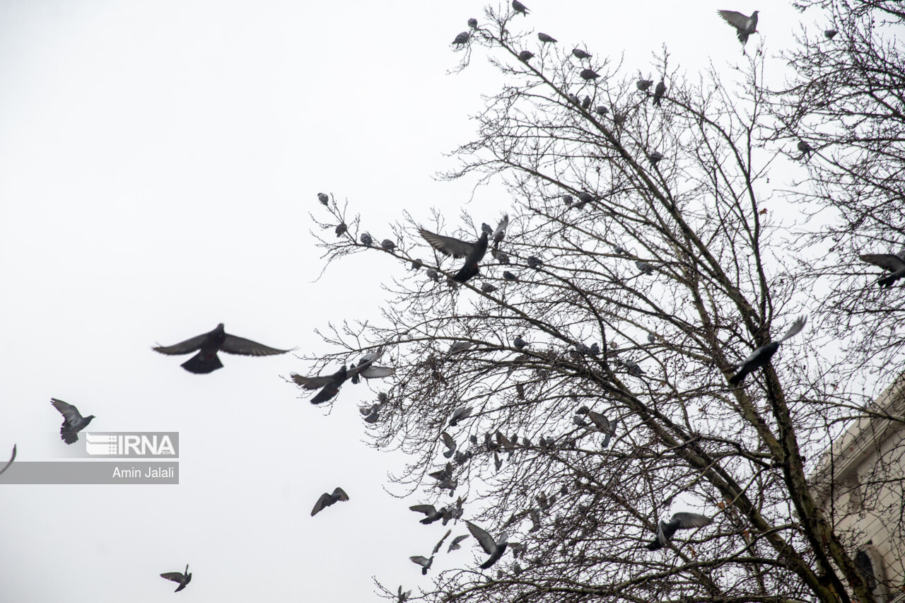 هوای تهران آلوده برای گروه‌های حساس_678c9c31a443a.jpeg