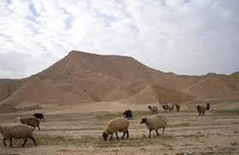 خشکسالی جمعیت دام سبک استان بوشهر را ۴۵ درصد کاهش داد_67a3bc716cf12.jpeg