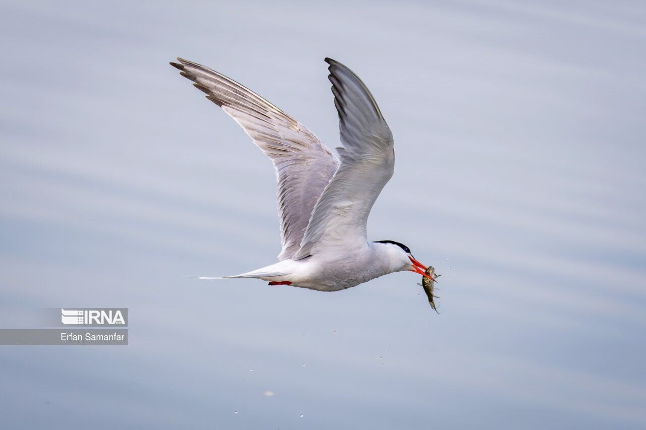 همکاری جوامع محلی راهی برای شنیدن نوای حیات از  تالاب‌های آذربایجان‌غربی_67a5b6d82d2d5.jpeg