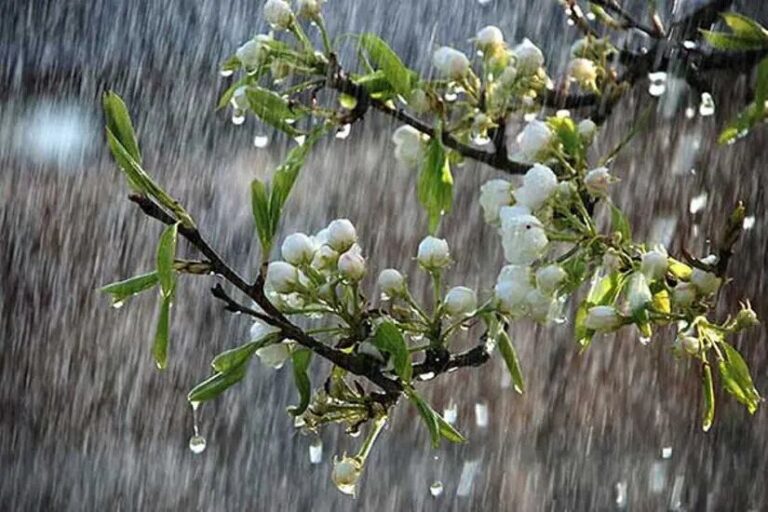 بارش‌های رگباری خراسان‌رضوی را فرا می‌گیرد/ افزایش ۱۰ درجه‌ای دما_681288594ab42.jpeg