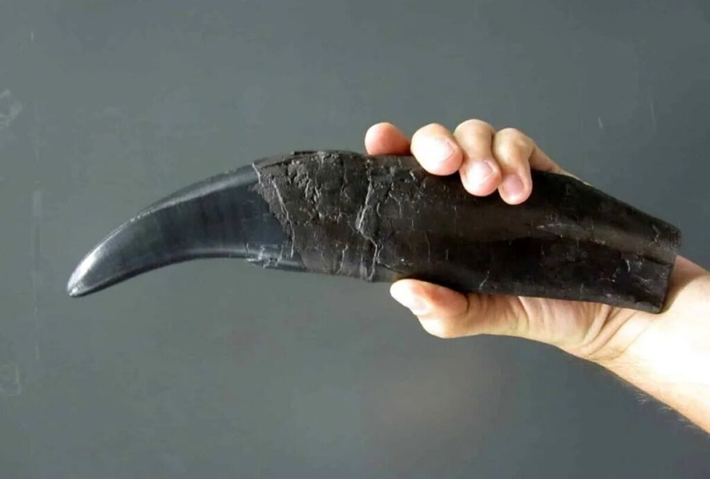 فاش شدن راز آب و هوای زمین در میلیون‌ها سال قبل با دندان دایناسور_68bc7421d800d.jpeg