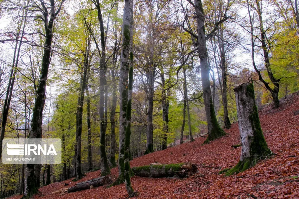 پیش بینی هوای فارس فردا ۲ مهر ۱۴۰۴؛موج سرما می‌آید، محصولات فارس در خطر است_68d310b55e0a3.webp