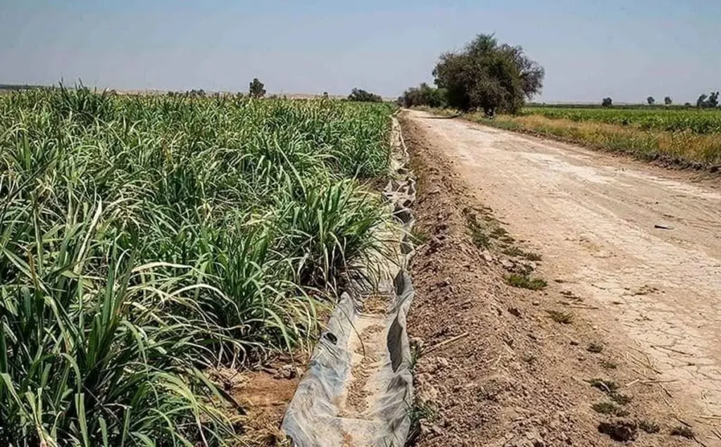 در اقدامی ناگهانی؛ سهمیه آب مزارع هفت‌تپه ۵۰ درصد کاهش یافت!_69021500cab8a.webp