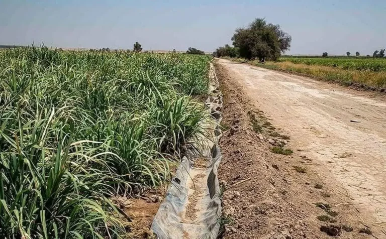 در اقدامی ناگهانی؛ سهمیه آب مزارع هفت‌تپه ۵۰ درصد کاهش یافت!_69021500cab8a.webp