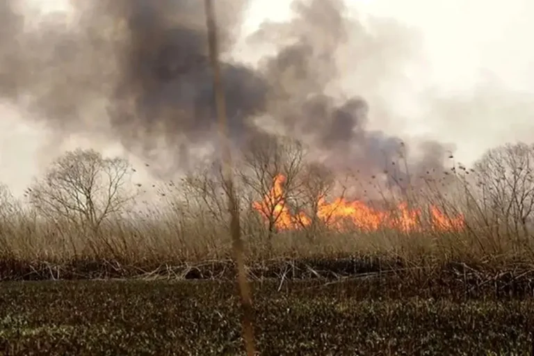 علت تداوم آتش سوزی در هورالعظیم مشخص شد_6900fd7723ddb.webp