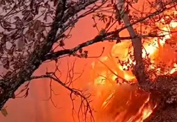 دستور قالیباف برای بررسی علت آتش‌سوزی جنگل الیت/ برنامه ‌صیانت باید تدوین شود_692b2d9709f64.webp