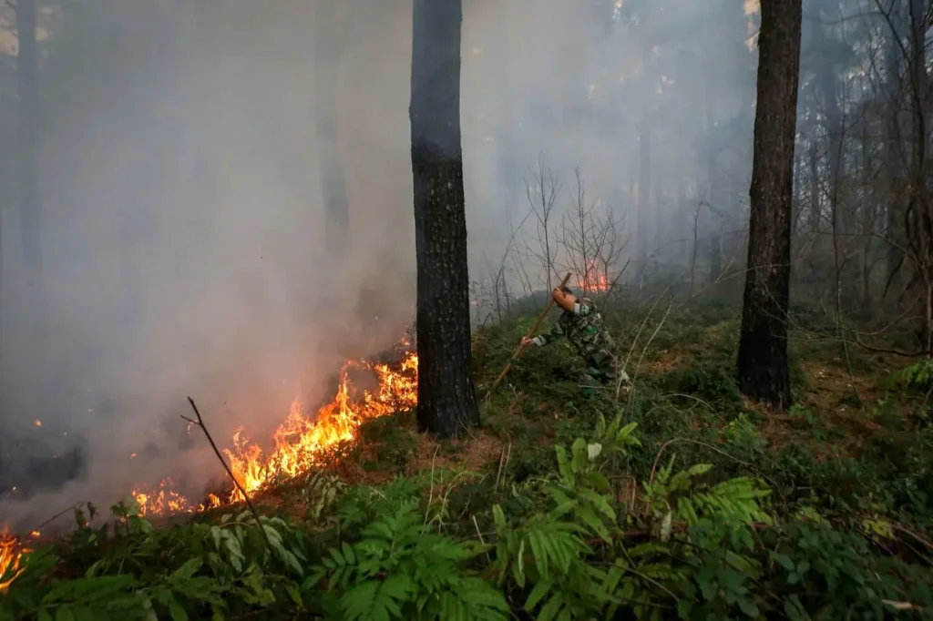 وقوع حریق در عرصه‌های جنگلی چالوس/ تلاش‌ها برای اطفای حریق ادامه دارد_6906435b4095b.webp