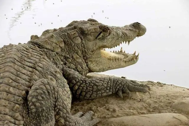 هشدار درباره سیلابی شدن رودخانه های سیستان و بلوچستان/ احتمال خروج گاندوها از برکه‌ها در پی بارندگی_69478a2007087.webp