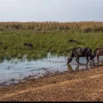 آتش سوزی تالاب هورالعظیم ادامه دارد_6a6a38620a046.webp